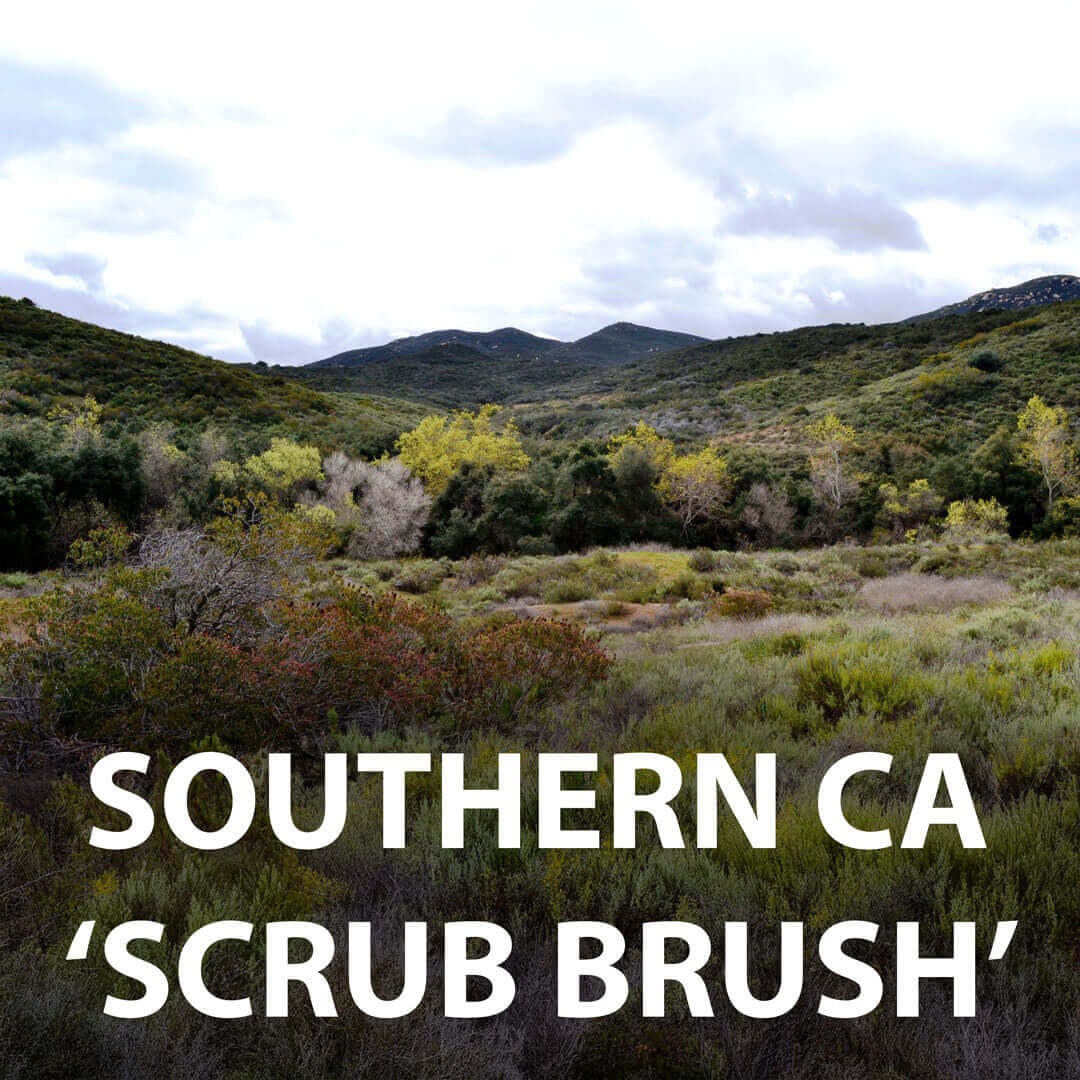 sSCRUBBRUSH